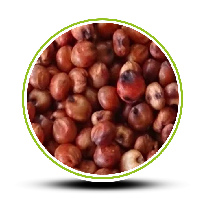 Sorgo
